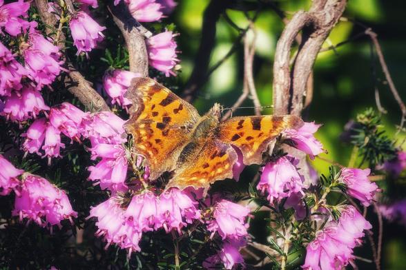 A Comma butterfly, with orange and brown patterned wings, rests on a cluster of small, pink bell-shaped flowers. A blurred green and brown background is visible.