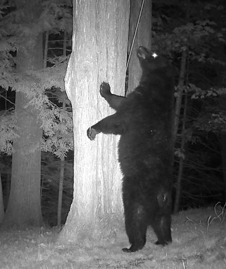 Video short on YouTube of bear going after the bird feeders.