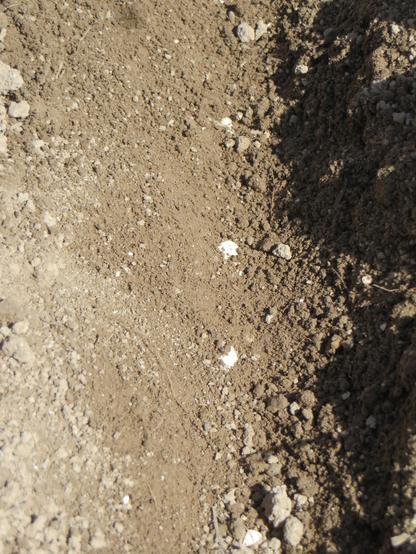 Graines de haricots semées dans un sillon