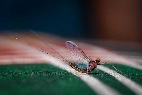 Das Bild zeigt eine Eintagsfliege aus der Nähe, die auf einem dunkelgrünen Stoff mit weißen Streifen sitzt. Der Fokus liegt auf dem Insekt, der Hintergrund ist unscharf und in dunklen, erdigen Tönen gehalten. Die Flügel der Eintagsfliege sind transparent und zeigen ein leicht bläuliches Schimmern. Die langen Beine des Insekts sind deutlich sichtbar. Das Bild wirkt ruhig und detailreich.