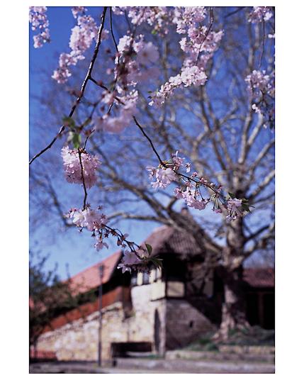 The image focuses on delicate, light pink cherry blossoms hanging from thin, dark branches in the foreground. The blossoms are clustered closely together, creating a soft, airy feel. Behind the blossoms, a larger, mature tree with bare, textured branches fills the midground, its form silhouetted against a bright blue sky. The sky is clear with a gradient of lighter blue towards the horizon. In the blurred background, hints of buildings with reddish-brown roofs and light-colored walls can be seen, suggesting an urban or suburban setting. The overall lighting indicates a sunny day, highlighting the fragility of the blossoms against the more substantial tree and the backdrop of buildings and sky.