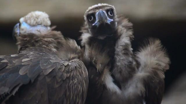 The blue-beaked Rüppell’s #Vulture 🦅🪽😿 can soar to the height of a commercial plane. They're critically endangered in #Africa from #palmoil #deforestation and human persecution. #Boycottpalmoil 🌴🪔🩸🔥🧐🙊⛔️ Help them! #Boycott4Wildlife @palmoildetect.bsky.social https://wp.me/pcFhgU-Ql?utm_source=mastodon&utm_medium=Palm+Oil+Detectives&utm_campaign=publer