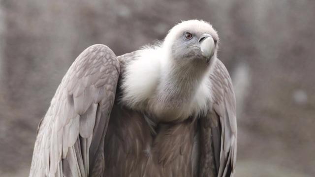The blue-beaked Rüppell’s #Vulture 🦅🪽😿 can soar to the height of a commercial plane. They're critically endangered in #Africa from #palmoil #deforestation and human persecution. #Boycottpalmoil 🌴🪔🩸🔥🧐🙊⛔️ Help them! #Boycott4Wildlife @palmoildetect.bsky.social https://wp.me/pcFhgU-Ql?utm_source=mastodon&utm_medium=Palm+Oil+Detectives&utm_campaign=publer