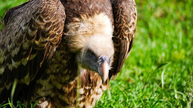 The blue-beaked Rüppell’s #Vulture 🦅🪽😿 can soar to the height of a commercial plane. They're critically endangered in #Africa from #palmoil #deforestation and human persecution. #Boycottpalmoil 🌴🪔🩸🔥🧐🙊⛔️ Help them! #Boycott4Wildlife @palmoildetect.bsky.social https://wp.me/pcFhgU-Ql?utm_source=mastodon&utm_medium=Palm+Oil+Detectives&utm_campaign=publer