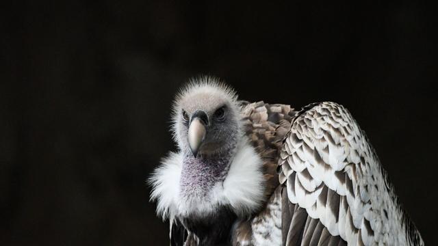 The blue-beaked Rüppell’s #Vulture 🦅🪽😿 can soar to the height of a commercial plane. They're critically endangered in #Africa from #palmoil #deforestation and human persecution. #Boycottpalmoil 🌴🪔🩸🔥🧐🙊⛔️ Help them! #Boycott4Wildlife @palmoildetect.bsky.social https://wp.me/pcFhgU-Ql?utm_source=mastodon&utm_medium=Palm+Oil+Detectives&utm_campaign=publer