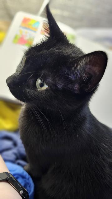 Verträumte, stubsnäasige schwarze Katze