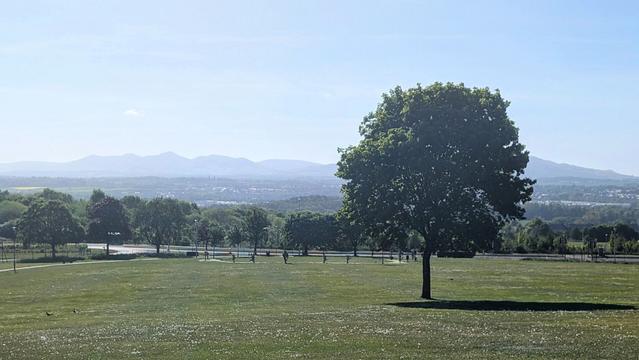 A wide picture of a field in a park looking downhill with the pentland hills in the background. A single deciduous tree with a spherical canopy can be seen in the foreground with a sharp shadow underneath. The ground is covered in dandelions that have gone to seed and a haze obscures the land in the distance.