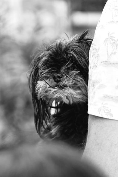 The black and white image shows a close-up of a small, fluffy dog nestled against a person's leg. The dog has dark, shaggy fur with lighter patches around its muzzle and eyes. Its eyes are dark and appear to be looking slightly downward. The dog's nose and mouth are small and somewhat obscured by its fur. A few whiskers are visible. The person's leg is covered by a light-colored garment with a subtle pattern, possibly of palm trees. The background is softly blurred, suggesting an outdoor setting with indistinct foliage or other elements. The lighting is even, highlighting the texture of the dog's fur and the fabric of the person's clothing. The overall impression is one of comfort and closeness between the dog and the person.