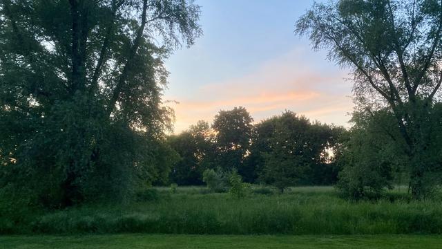 Sonnenuntergang hinter einer Baumreihe, mit grünem Gras im Vordergrund und pastellfarbenem Himmel in Blau, Rosa und Orange.