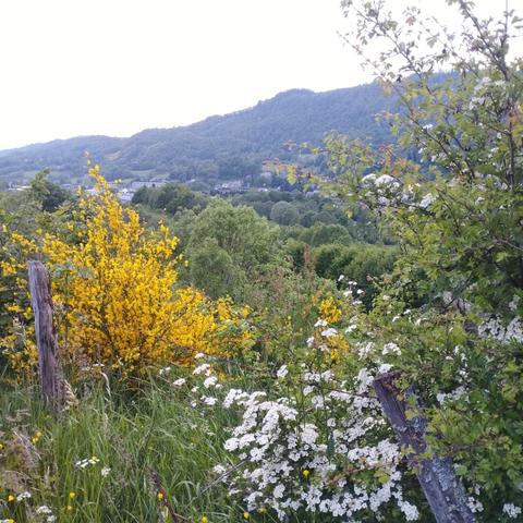 vue partielle d'une vallée, il y a une clotûre qui s'effondre, des plantes buissonantes qui fleurissent, ensuite derrière on y trouve le sommet de grands arbres, et au loin des constructions humaines, et tout au loin l'autre versant de la vallée