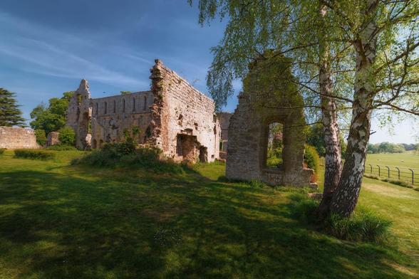 A sunlit scene of the ruins at Jervaulx Abbey in North Yorkshire, showcasing ancient stone walls standing amid a wide expanse of lush green grass. On the right, two slender birch trees with fresh spring leaves cast dappled shadows across the grass, creating a tranquil foreground. The ruined abbey walls in the middle and left of the frame display openings where windows and doors once stood, with some greenery and wild plants growing around their bases. Beyond the ruins, a fenced pasture stretches into the distance under a clear blue sky, dotted with grazing sheep, evoking a peaceful rural atmosphere rich in history and natural beauty.
