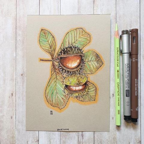 A colour drawing of horse-chestnuts with a leaf from the tree. Native to Greece and Albania, the Horse Chestnut was brought to the UK for ornamental reasons in the 17th century. They are famous for their seeds known as conkers.
An original art work
Colour pencil and mixed media on acid free toned artist paper
5 by 7 inches (12.7 by 17.8 cm). This is a standard photo size in the UK and USA and should be easy to DIY frame.
Sold unframed
