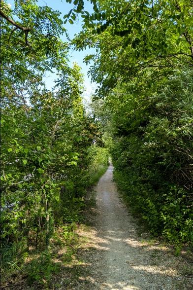A narrow gravel path between lush green bushes with tiny bits of blue sky poking out the top and patches of sun streaming through from the right.