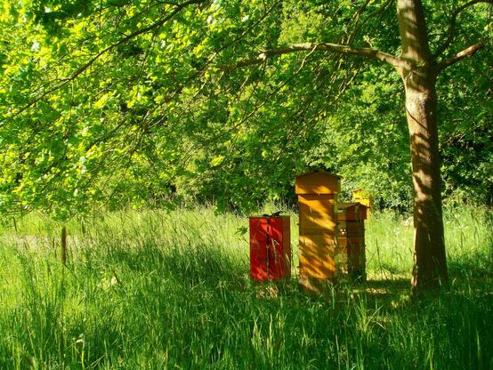 Frühsommer am Bienenstand