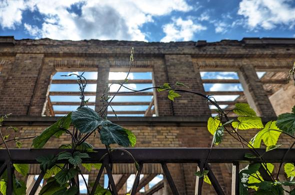 A low-angle shot shows the decaying brickwork of an old building against a bright, cloudy sky. Three window openings reveal the blue sky and white clouds beyond. In the foreground, vibrant green ivy-like plants with broad leaves climb over a dark metal railing. The scene evokes a sense of nature reclaiming abandoned structures.