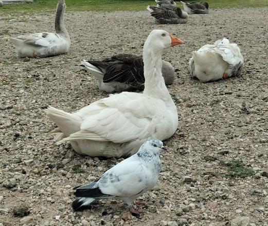 Un pigeon bizet à majorité blanc mais avec des zones et taches noires et grises avec des oies blanches, grises et brunes.