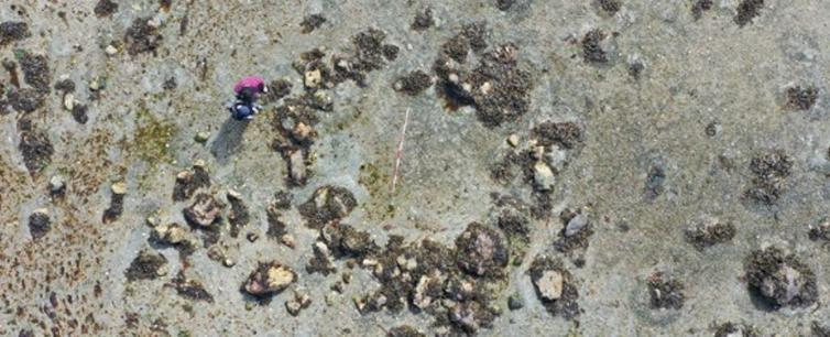 'Hugely Significant' Stone Circles in Scotland Suggest Early Human Arrival