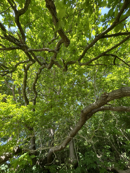Green leafy canopy of a large oak tree