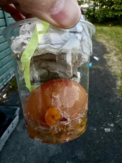A broken eggshell in a plastic cup, with some paper across the top.