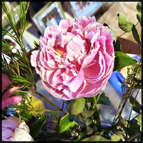 Close up of a pink peony