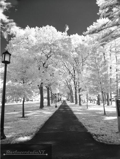 An infrared photo that renders all living greenery into white.  Trees and lamp posts lining a long walkway.