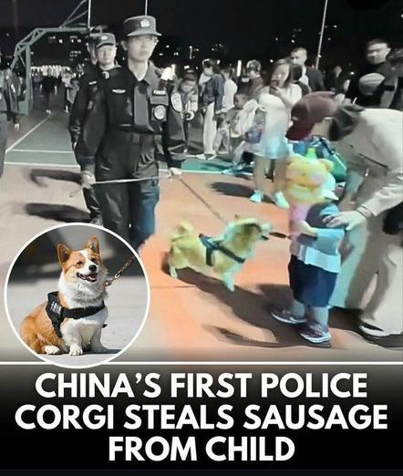 Headline: China's first police corgi steals sausage from child