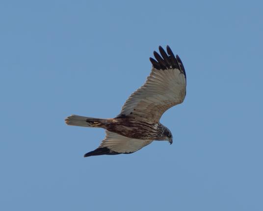 Marsh harrier in flight