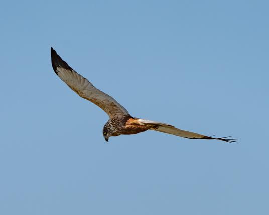 Marsh harrier in flight