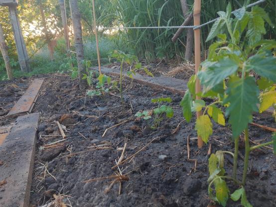 Blick in eine Pflanzreihe. Zu sehen sind mehrere Pfähle, die mit Schnüren verbunden sind. Es wurden abwechselnd Tomaten und Knollenselleriepflanzen gesetzt.