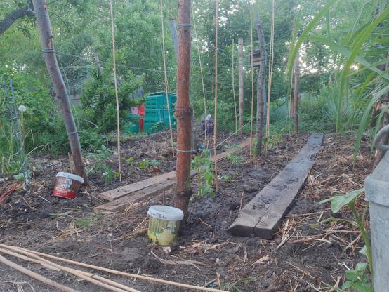 Blick auf die zwei Pflanzreihen. Zu sehen sind jeweils mehrere Pfähle, die mit Schnüren in einer Reihe verbunden sind. Es wurden abwechselnd Tomaten und Knollenselleriepflanzen gesetzt.