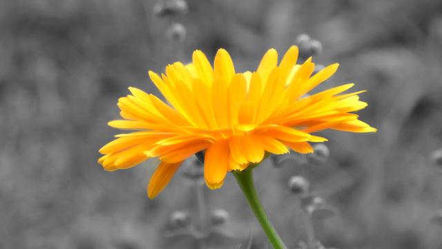 Yellow Marigold in color key