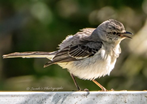 "This northern mockingbird sits with a regal posture, its feathers puffed up like a tiny, determined ball of fluff. Its plumage is a blend of soft gray and white, with darker streaks adding definition to its wings and back. The bird's throat and belly are a lighter shade, almost glowing against its more shadowed upper body.

Its beak is slightly ajar, as if caught mid-song or mid-thought, giving it an air of alertness. The tail is stretched behind it, a sleek counterbalance to its rounded form. The puffed-up feathers make it appear both sturdy and delicate—each individual plume slightly raised, creating a textured, layered look.

The backdrop is a soft blur of greens and browns, hinting at an outdoor setting filled with foliage. The bird itself rests on a simple white surface, possibly a fence or railing, which contrasts starkly with the natural tones behind it. In this moment, the mockingbird seems entirely in control of its space, perched with confidence—perhaps surveying its surroundings, perhaps preparing to break into the elaborate song it's known for. There's something quietly dignified about its stance, like a small guardian of its domain." - Copilot