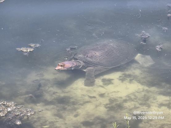 Emerging from deeper, darker, pond waters and incredibly large Florida softshell turtle pokes their head above the waterline in the mostly clear, shallow waters on the pond's edge.