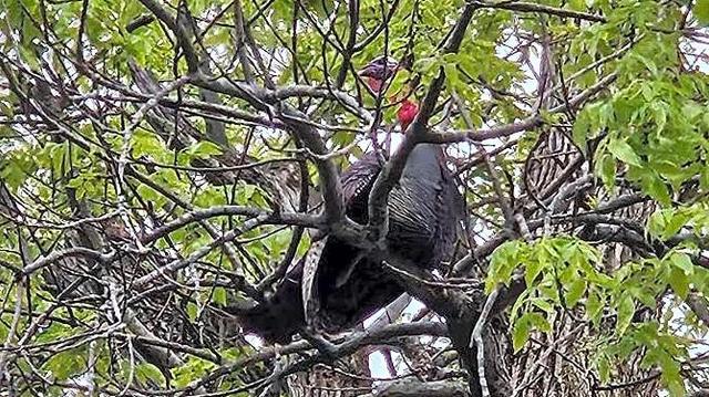 The tree turkey