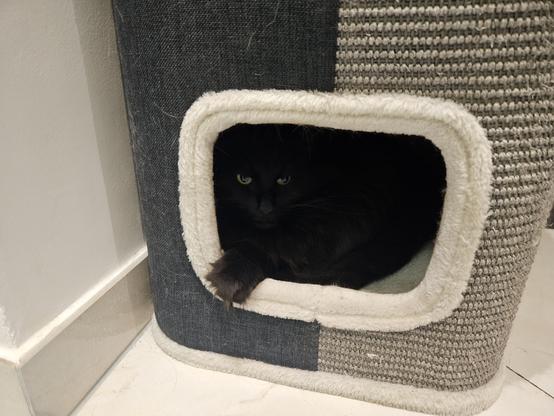 Black long-haired cat "Hope" looking out of a cat cave in a grey scratch drum, with one paw lying on the edge.