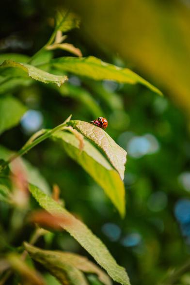 photo of two ladybugs on the leaf of a tree or bush