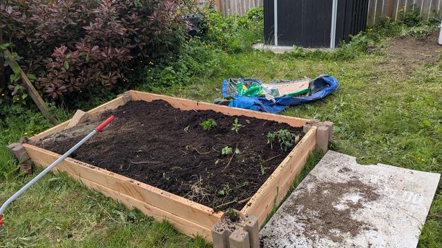 a haphazardly built garden bed, still has random bits of yard waste poking through the soil in places, with four little plants bought on clearance at lowes.