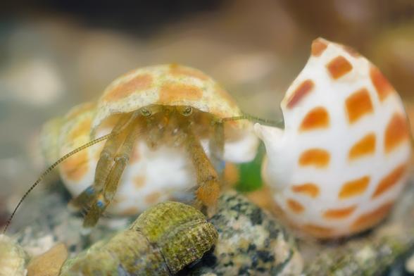 4. And he's inside! He turns to face the camera, peering out from under the lip of the shell. And now it's apparent that he's missing a few appendages; he has only one cheliped, the left one, and only one large leg on the left, two on the right. The  4 smaller shell-grabber legs are now hidden inside the shell.