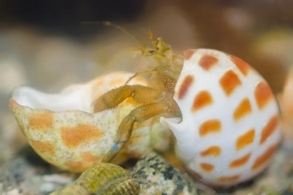 1. The same hairy hermit (yesterday's post) wearing the new shell. Here, he has stepped over close to the old shell, turned it mouth upward, and is looking it over again; his left cheliped and an antenna are inside the shell, one blue-kneed leg holding the outside.  The new shell is much cleaner, and the edges of the old one are chipped. But ...