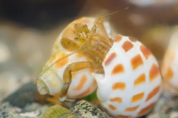 2. Now he's rolling the older shell. This is one of the common tests of a shell's usefulness. BTW, the tip of the spire, the spiral turns above the body whelk, is broken off.