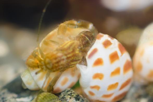 3. The switch. Hermie pulls his abdomen out of the newer shell, and quickly inserts it back into his old one.