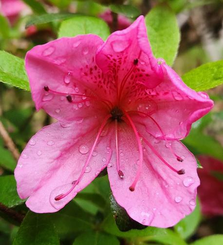 A single, open, pink azalea flower with raindrops inside the open blossom.