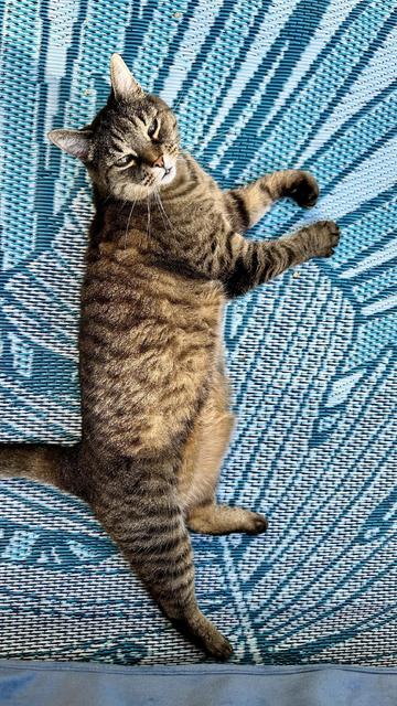 My cat Bette chilling on a rug outside