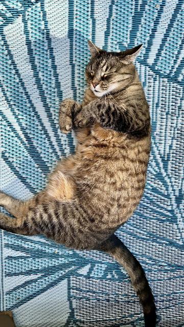 My cat Bette chilling on a rug outside