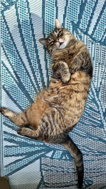 My cat Bette chilling on a rug outside