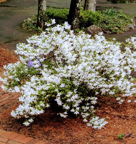 Photo of an azalea bush with bright white blooms.