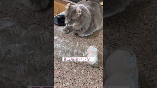 たまご気になる #アメリカンカール #ねこ動画 #猫のいる暮らし #かわいい猫