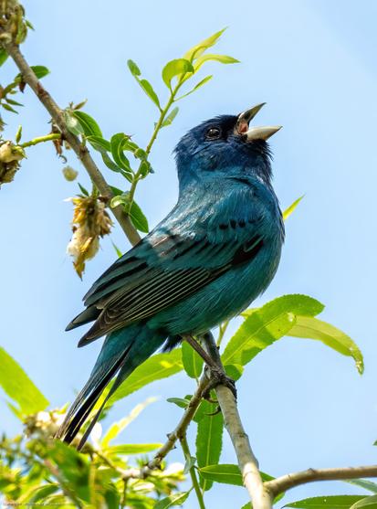 A male indigo bunting is perched on a diagonal branch of a willow oak tree against a clear blue sky.  The bird has its head tilted back and its beak is wide open in full song.
