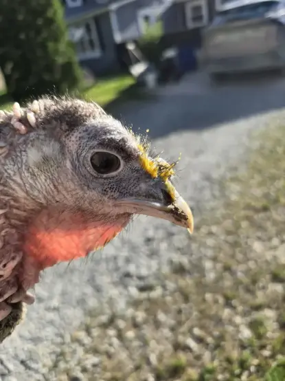 Closeup on the head of a female turkey on a sunny day. She has yellow stuff (probably yolk) stuck to the hairs on the front of her face, and dirt on her beak.