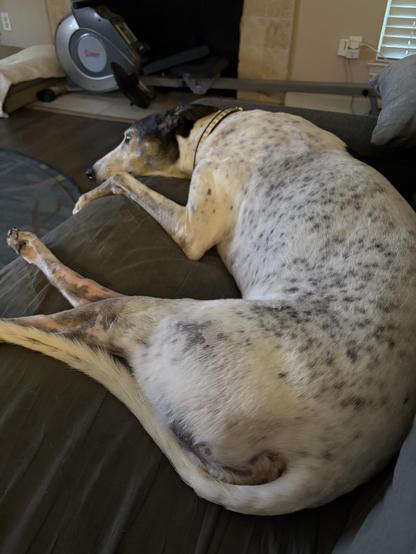 Photo of a white greyhound with black ticking laying on a couch. She appears to be pouting.